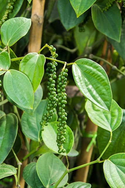 Black pepper plant for outdoor gardening