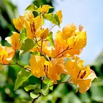 Bougainvillea Flower Yellow Plant For Outdoor Gardening