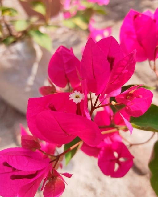 Meera bougainvillea plant Meera bougainvillea plant