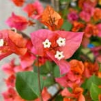 Orange Glow bougainvillea Plant