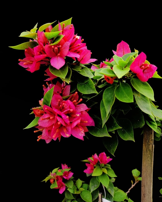 Jewels Pink / Picxy Pink bougenvellea plant