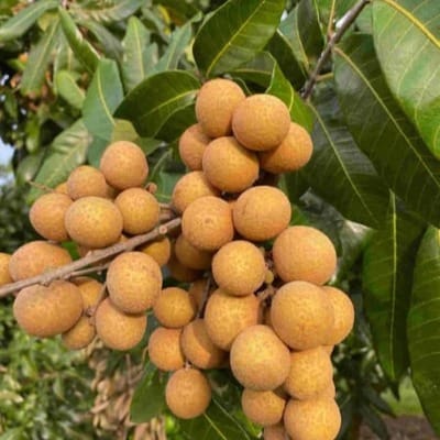 Four Season Longan Plant For Outdoor Gardening