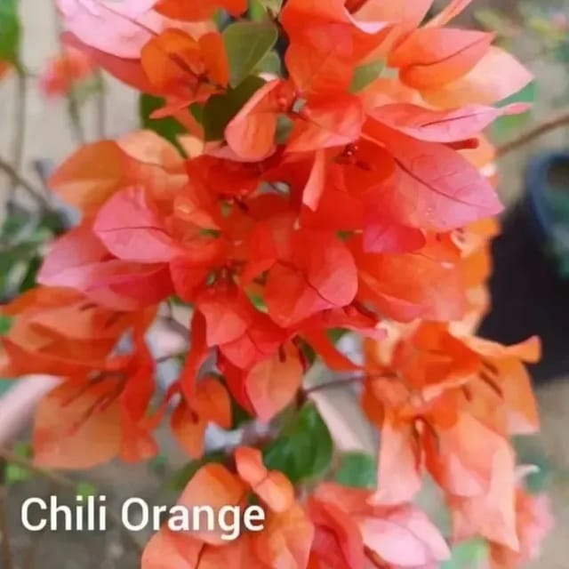 Bougainvillea Flower Chilli Orange Plant For Outdoor Gardening