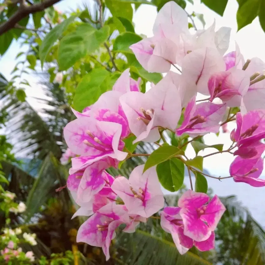 Bougainvillea Flower Thai Imperial Delight Plant For Outdoor Gardening