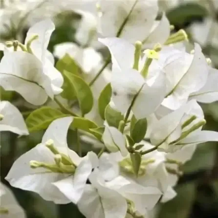 Bougainvillea Flower White Plant For Outdoor Gardening