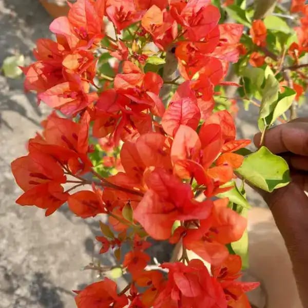 Zakirana - Bougainvellea Flower Plant