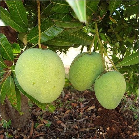 Himsagar Mango Plant For Outdoor Gardening