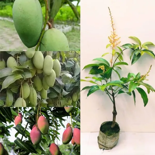 Thai All Time Mango Plant For Outdoor Gardening