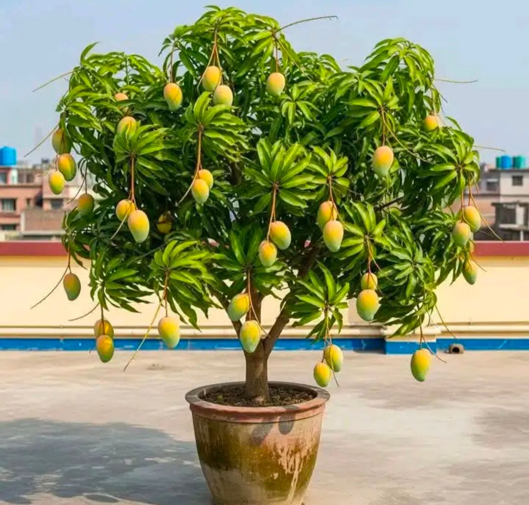 Thai All Time Mango Plant For Outdoor Gardening