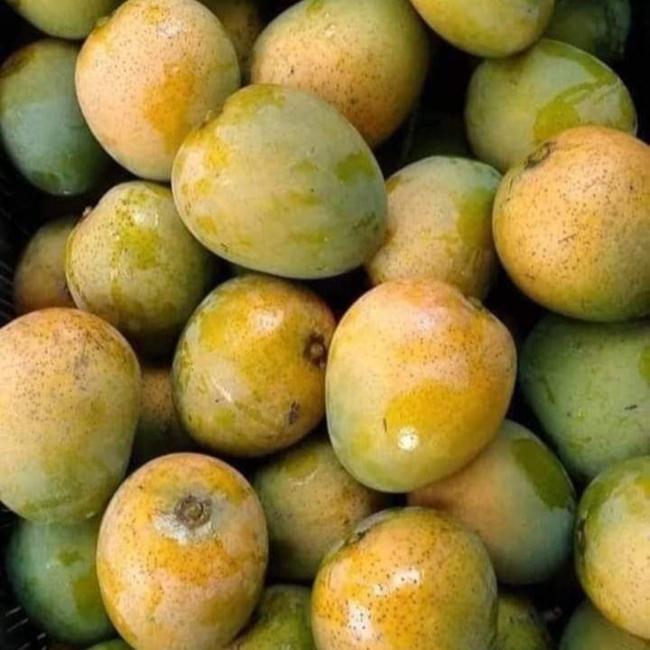 Mallika Mango Plant For Outdoor Gardening