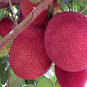Red Jackfruit (Thailand) Grafting Plant For Outdoor Gardening