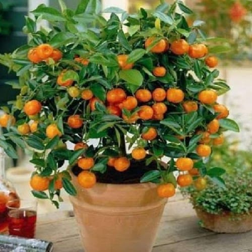 Chainess Orange (Grafting) Plant For Outdoor Gardening