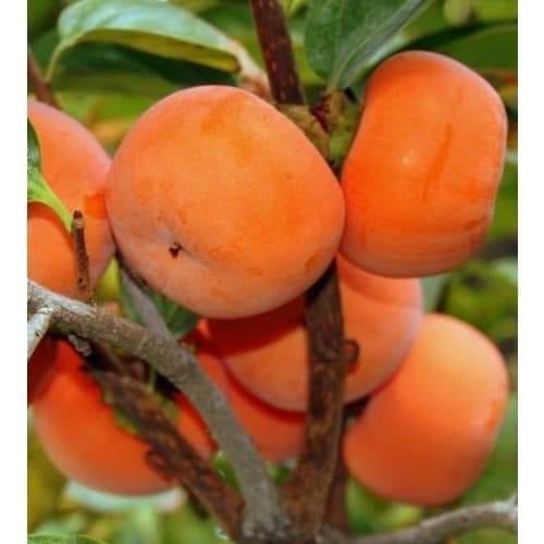 Parsimon (Grafted) Plant For Outdoor Gardening