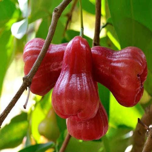 Red Water Appel (Grafting) Plant For Outdoor Gardening