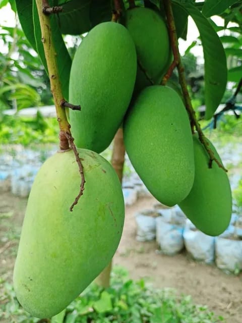 All Time Catimon Mango Plant For Outdoor Gardening All Time Catimon Mango Plant For Outdoor Gardening