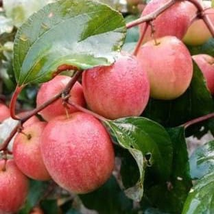 Miss India Apple Ber Plant For Outdoor Gardening