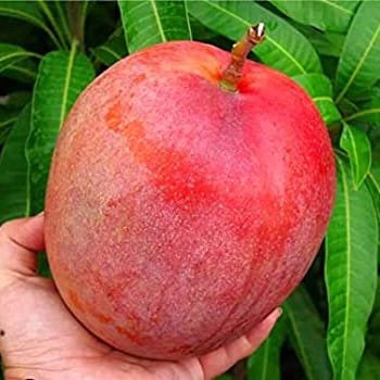 Vietnam All Time Mango Plant For Outdoor Gardening