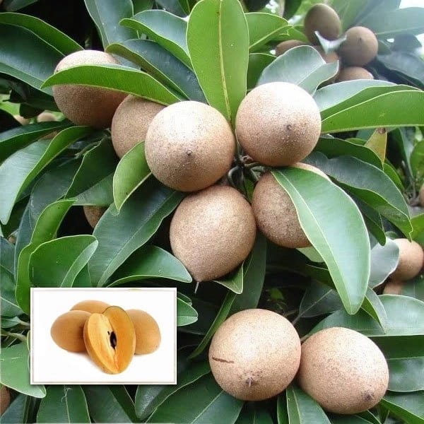 Thai Kalapati Chiku Plant For Outdoor Gardening