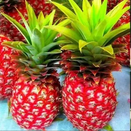 Red Pineapple Plant For Outdoor Gardening