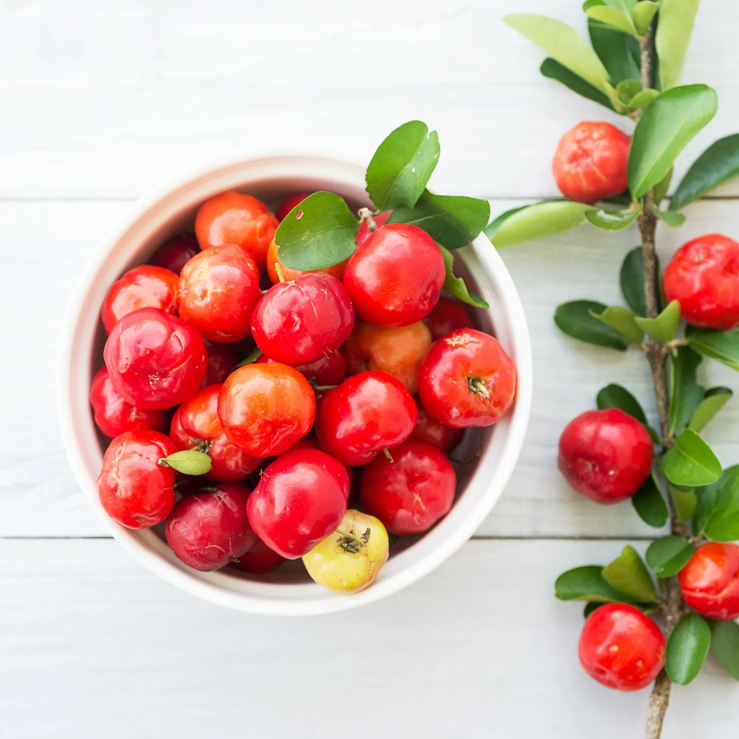 Barbados Cherry Grafted Plant For Outdoor Gardening