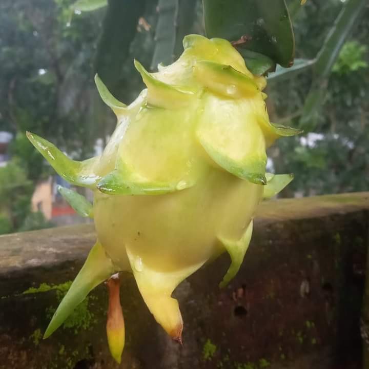 Yellow Dragon Plant For Outdoor Gardening