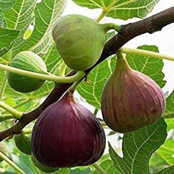 Anjeer / Fig Fruit Plant For Outdoor Gardening