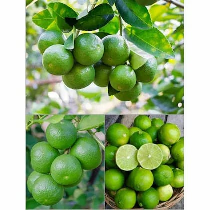 All Time Kolkata Pati Lemon Plant For Outdoor Gardening