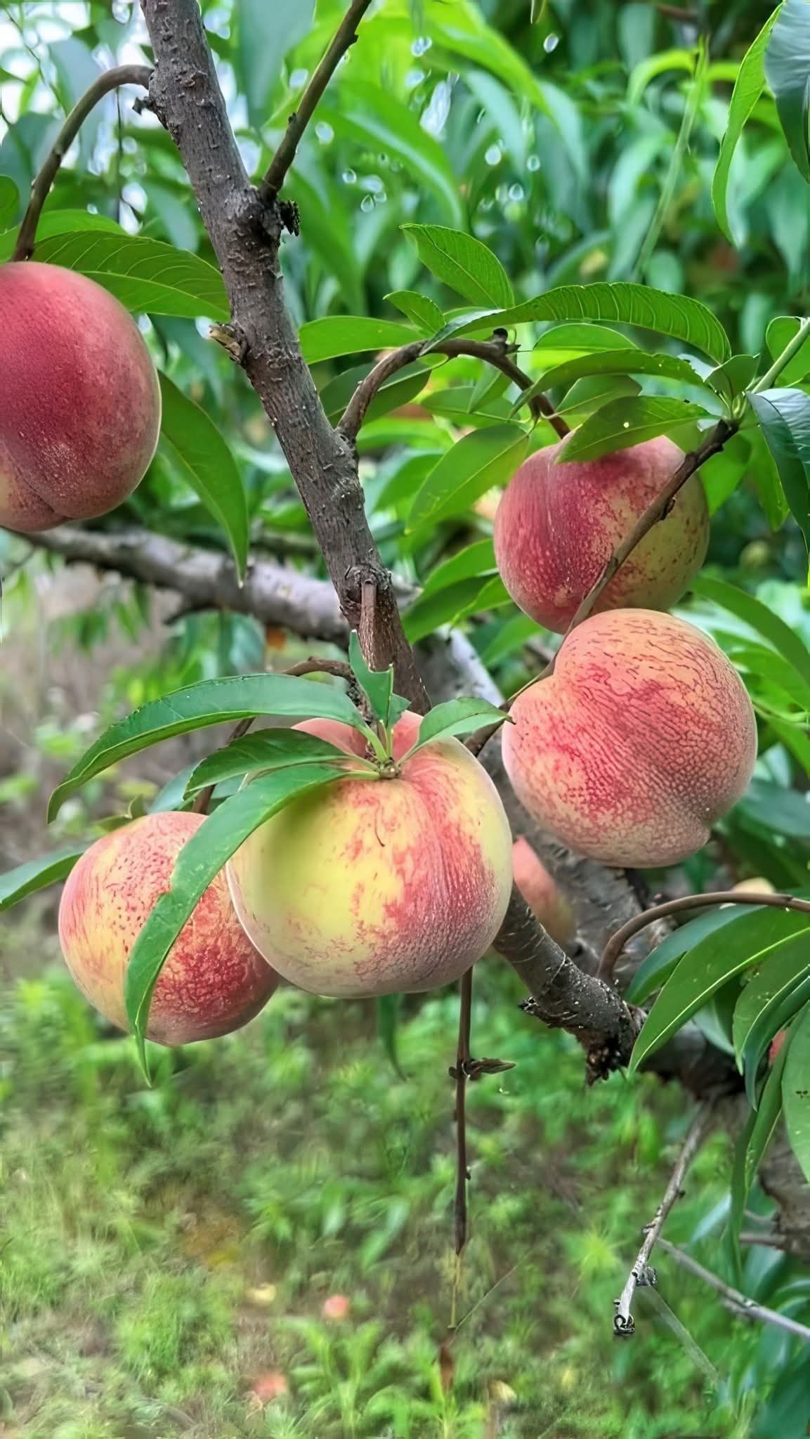 Grafted peach fruit plant for outdoor gardening