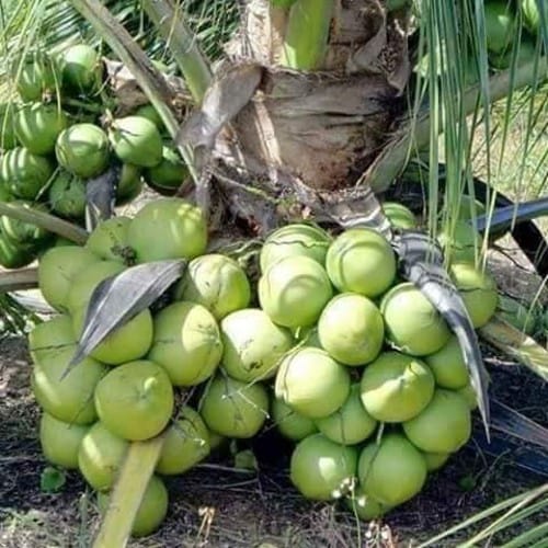 Ganga Bardhan Coconut Plant For Outdoor Gardening
