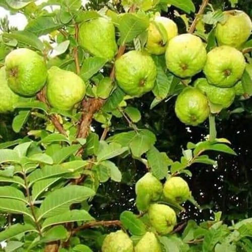 Tahi Supar Kiran Guava (Grafted) Plant For Outdoor Gardening