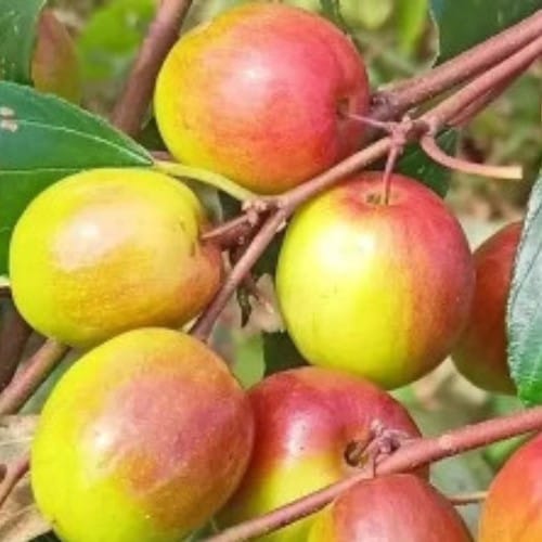 Thai Ball Sundori Apple Ber Plant For Outdoor Gardening