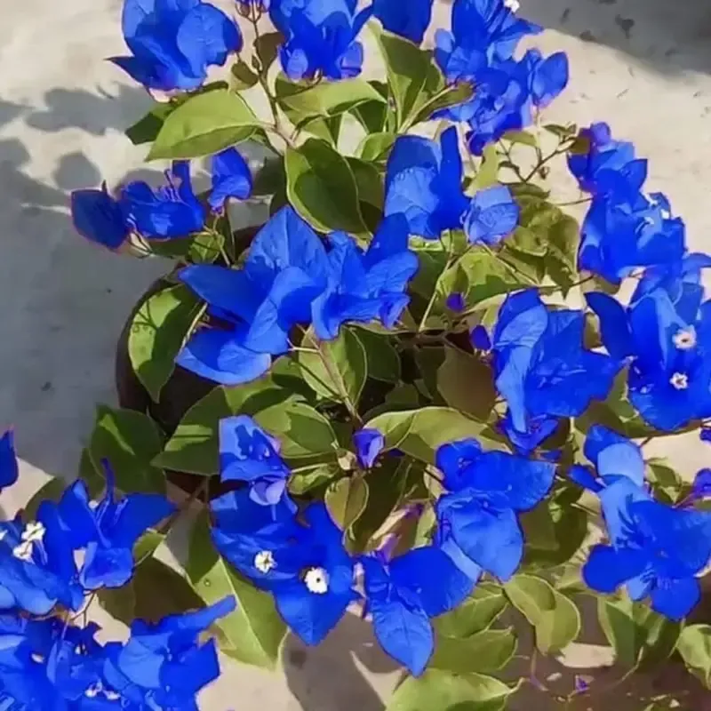 Bougainvillea Flower Blue Plant For Outdoor Gardening