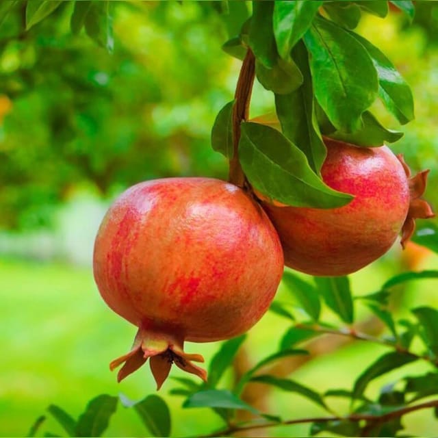 Pomegranate (Super Bhagwa Anar) Plant For Outdoor Gardening Pomegranate (Super Bhagwa Anar) Plant For Outdoor Gardening