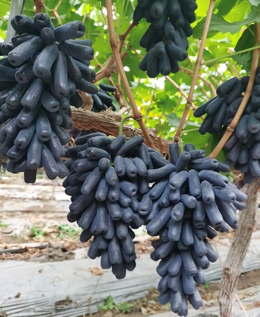 Original Mondrop Black long Grapes plant for home gardening pack of 01.....