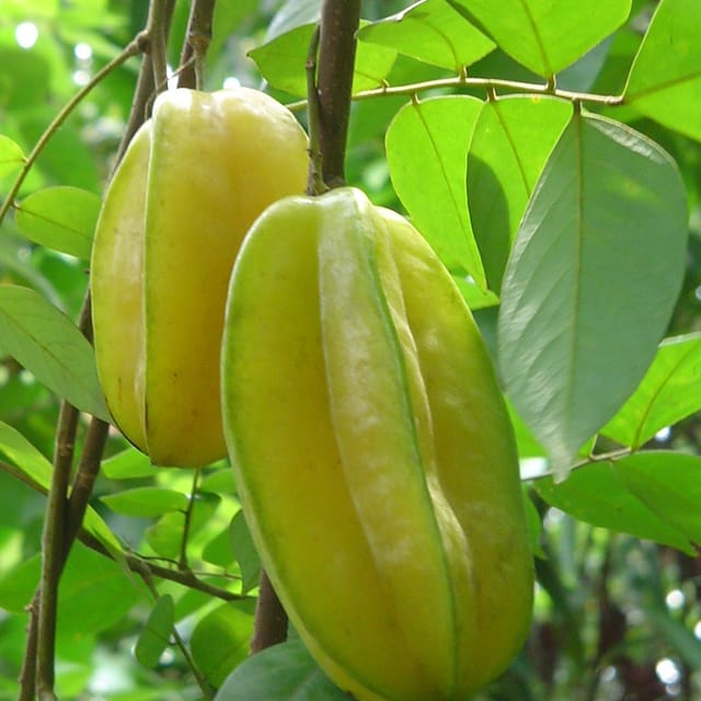 All Time Sweet Star Fruit (Thai Grafted) Plant For Outdoor Gardening All Time Sweet Star Fruit (Thai Grafted) Plant For Outdoor Gardening