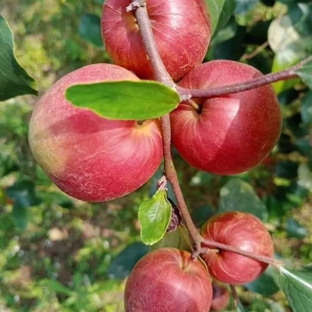 Kashmiri Red Apple Ber Plant For Outdoor Gardening Kashmiri Red Apple Ber Plant For Outdoor Gardening