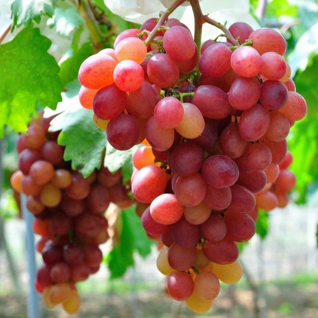 Red Globe Grapes Plant For Outdoor Gardening Red Globe Grapes Plant For Outdoor Gardening