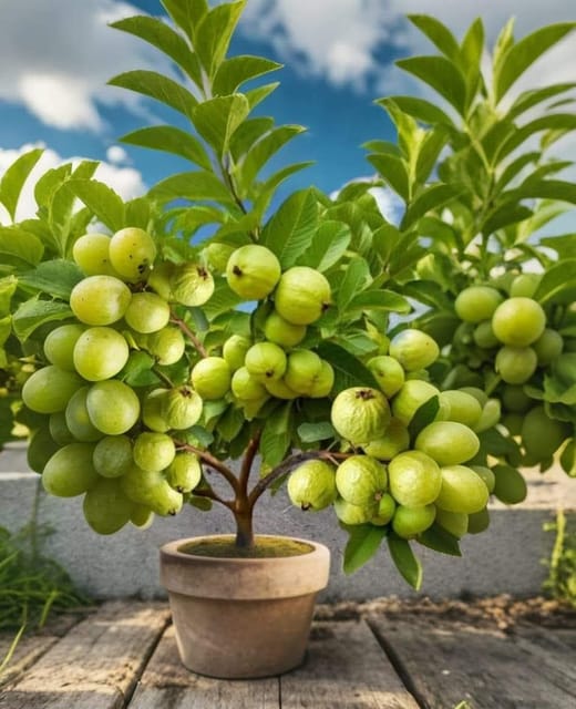 Kg Guava (Grafted) Plant For Outdoor Gardening