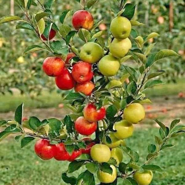Hrmn 99 Apple (Grafted) Plant For Outdoor Gardening