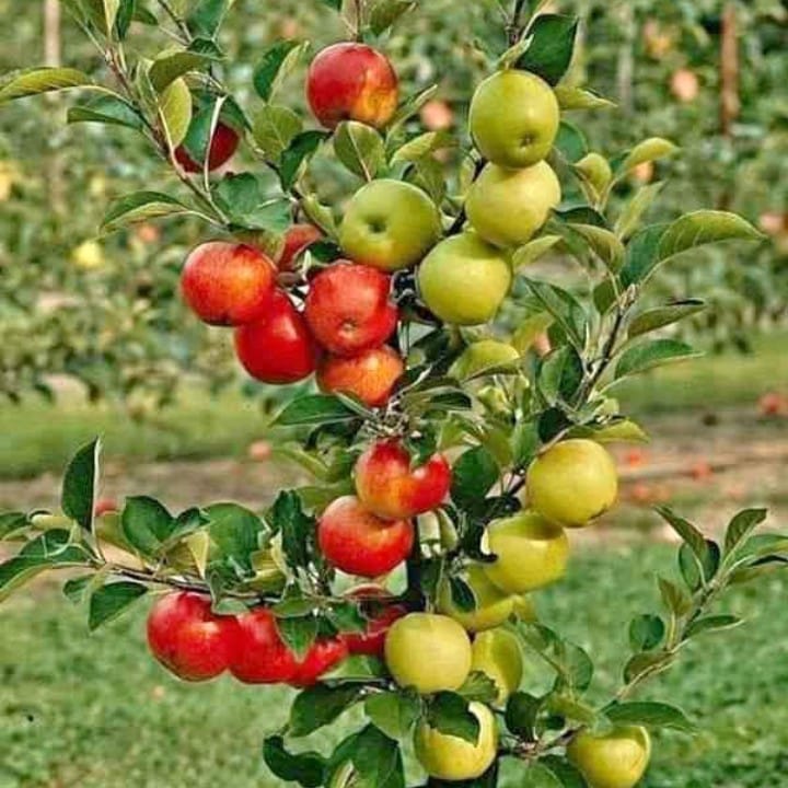 Hrmn 99 Apple (Grafted) Plant For Outdoor Gardening