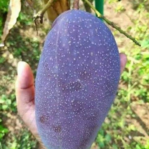 Black Stone Mango Plant For Outdoor Gardening
