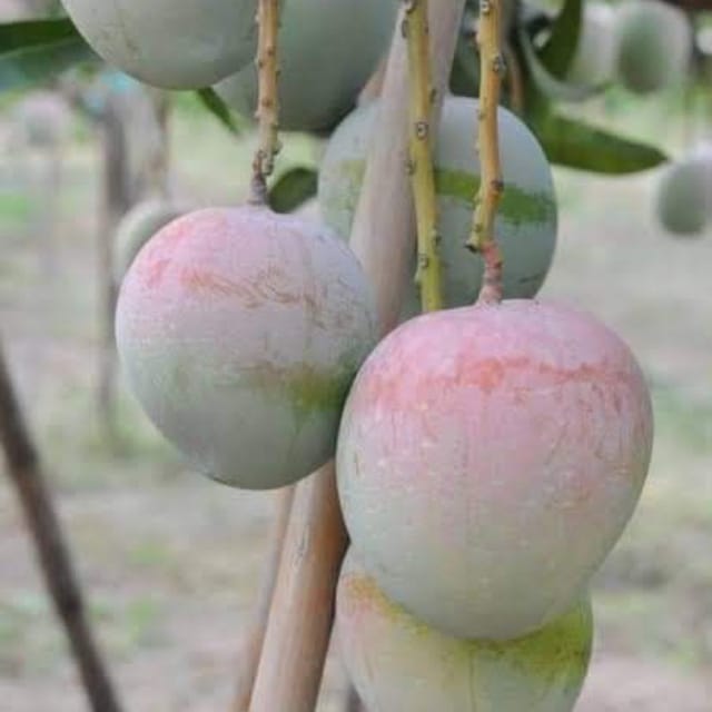 R2E2 Mango Plant For Outdoor Gardening