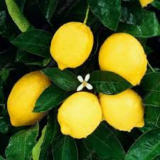 Kagzi Lemon Plant For Outdoor Gardening
