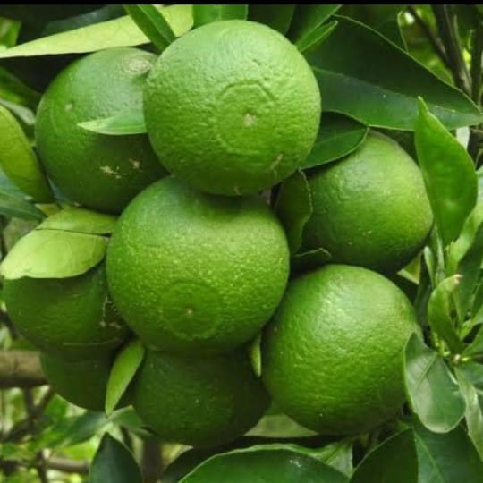 Vietnam Malta Lemon (Grafting) Plant For Outdoor Gardening