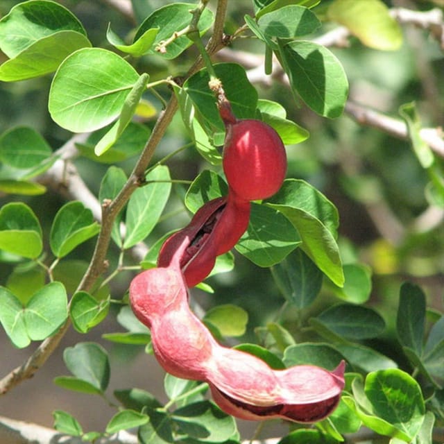 Thai Red Sweet Tamarind / Imli (Grafted) Plant For Outdoor Gardening