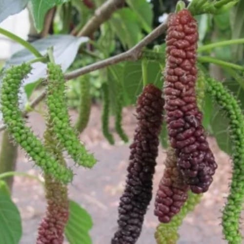 Long Mulberry (Grafted) Plant For Outdoor Gardening