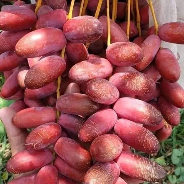 Ajwa Date Palm Plant For Outdoor Gardening Ajwa Date Palm Plant For Outdoor Gardening