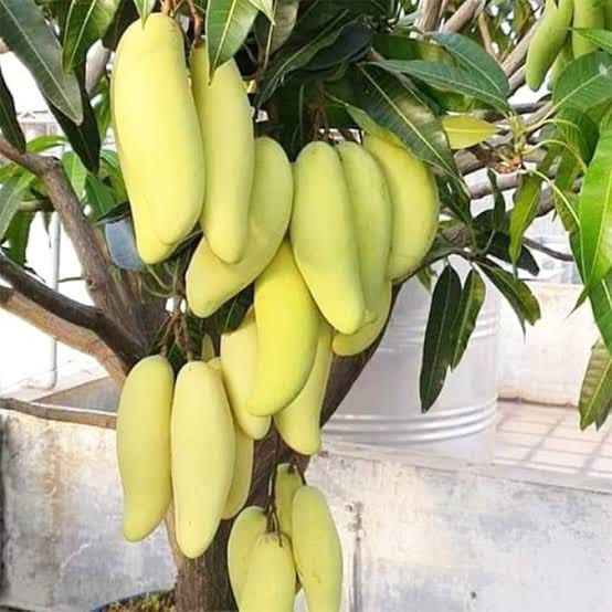Yellow Banana Mango Plant For Outdoor Gardening