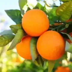 Kinnow Orange Plant For Outdoor Gardening