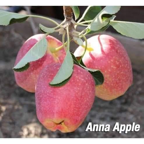 Anna Apple ( Grafted ) Plant For Outdoor Gardening